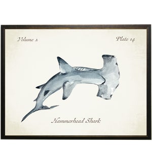 Hamerhead Shark
