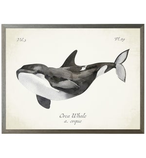Orca Whale on natural background