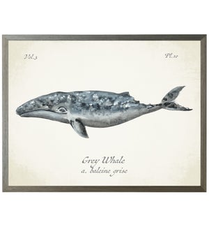 Grey Whale on natural background
