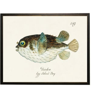 Diodon fish bookplate