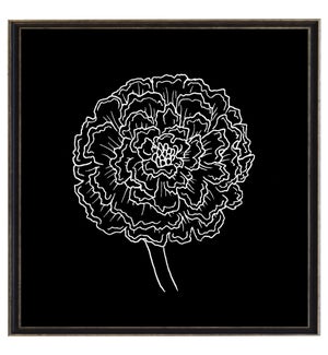 Black and white October marigold