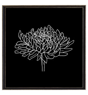 Black and white November chrysanthemum