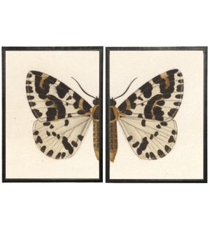 Diptych White, Black and Brown Butterfly