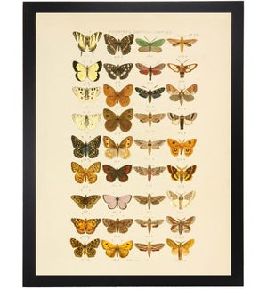 12X16 1300-865  Multi Butterflies Doubtful British Species Plate 53