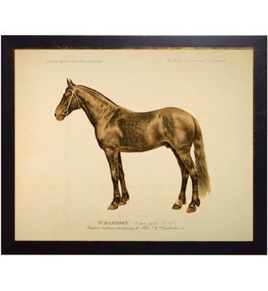 Horse Bookplate
