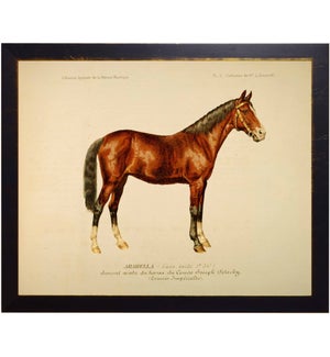 Horse Bookplate