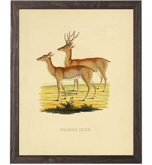 Pampas Deer
