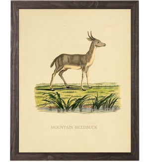 Mountain Reedbuck
