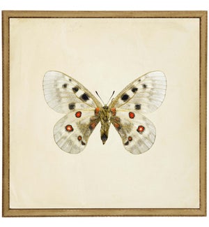 Moth Print 1