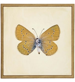 Moth Print 3