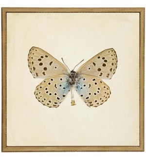 Moth Print 4