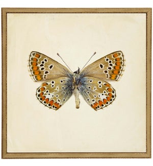 Moth Print 6