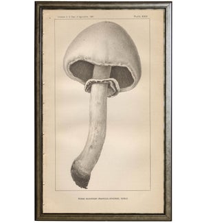 black and white horse mushroom