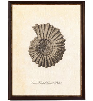 Large spiral conchshell
