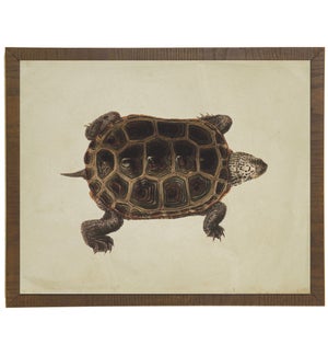 Turtle on linen background