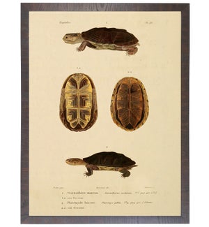 Turtle bookplate
