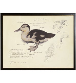 baby duck diagram