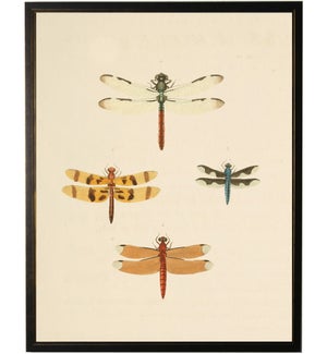 Dragonfly bookplate