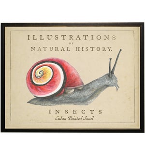 Watercolor snail on natural history background