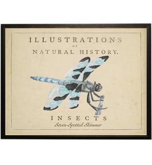 Watercolor Dragonfly on natural history background