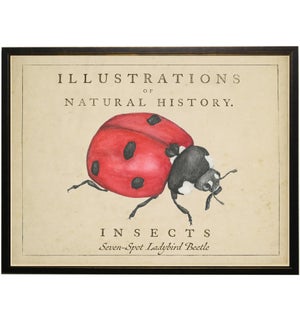 Watercolor Ladybug on natural history background