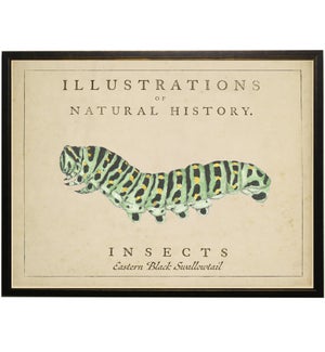 Watercolor Caterpillar on natural history background