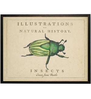 Watercolor Beetle on natural history background