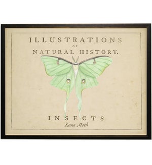 Watercolor Luna Moth on natural history background