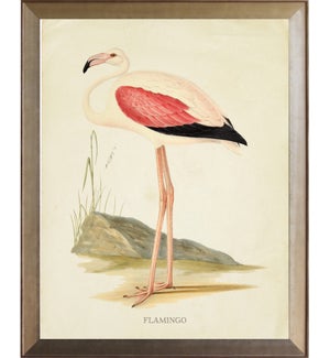 Flamingo with pink wing