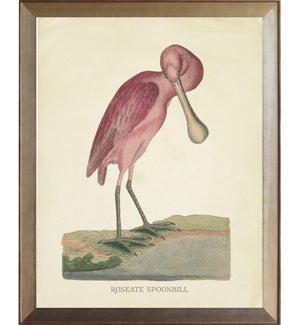 Roseate Spoonbill with bent neck