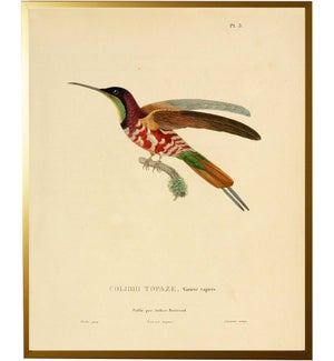 Hummingbird Plate 3