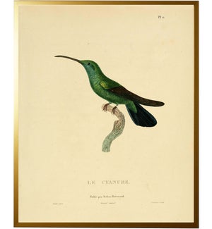 Hummingbird Plate 11