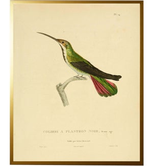 Hummingbird Plate 14