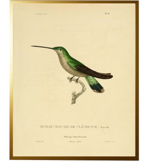 Dark Green Hummingbird Plate 8 facing right