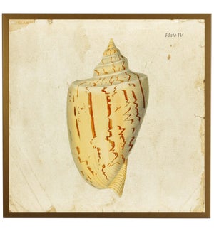 Single seashell Plate IV