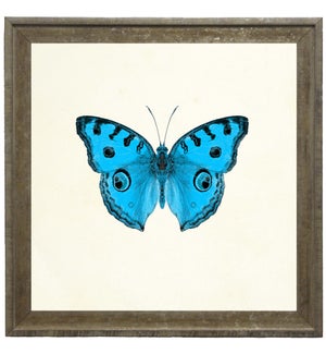 Bright Blue Butterfly with Black Edges