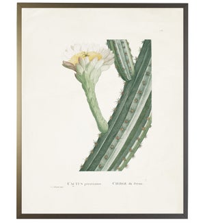 Cactus Peruvianus