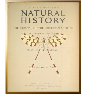 Dragonfly on titlepage