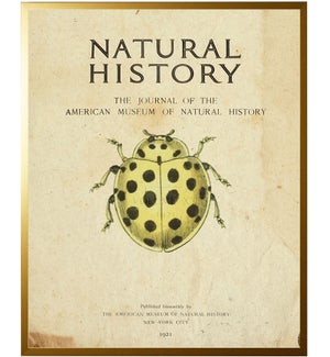Beetle on titlepage