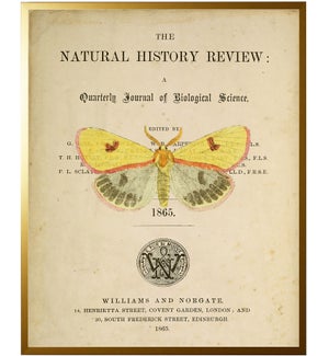 Moth on titlepage
