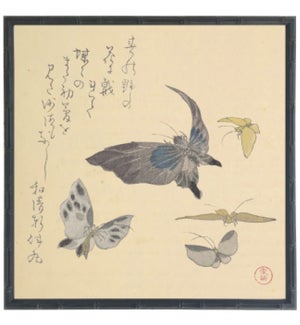 Asian butterfly A