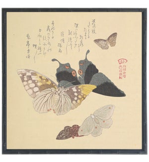 Asian butterfly B