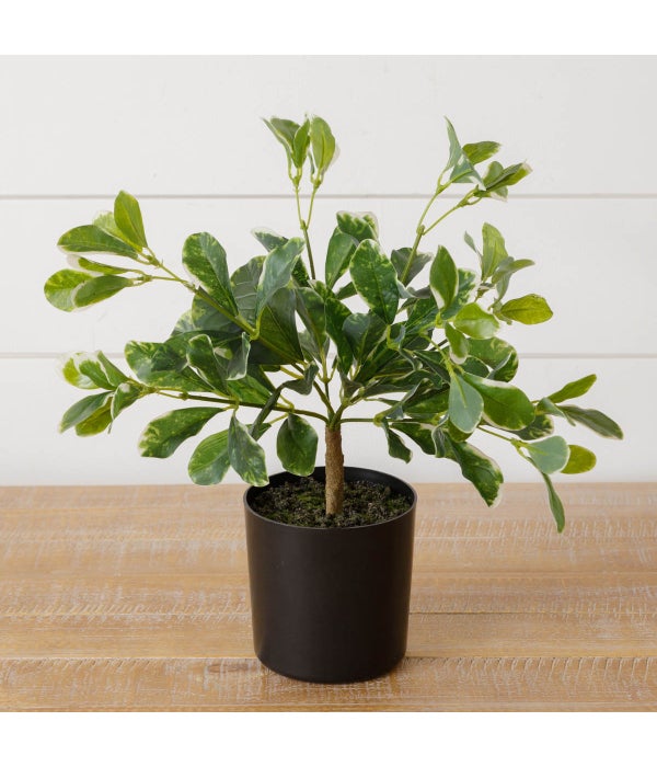 Faux Potted Variegated Pittosporum