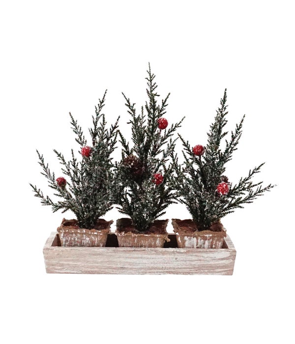 3 Pine Trees w/Berries in Crate (non-removable