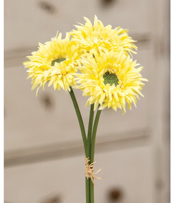 Triple Gerbera Daisy Bouquet, Light Yellow -