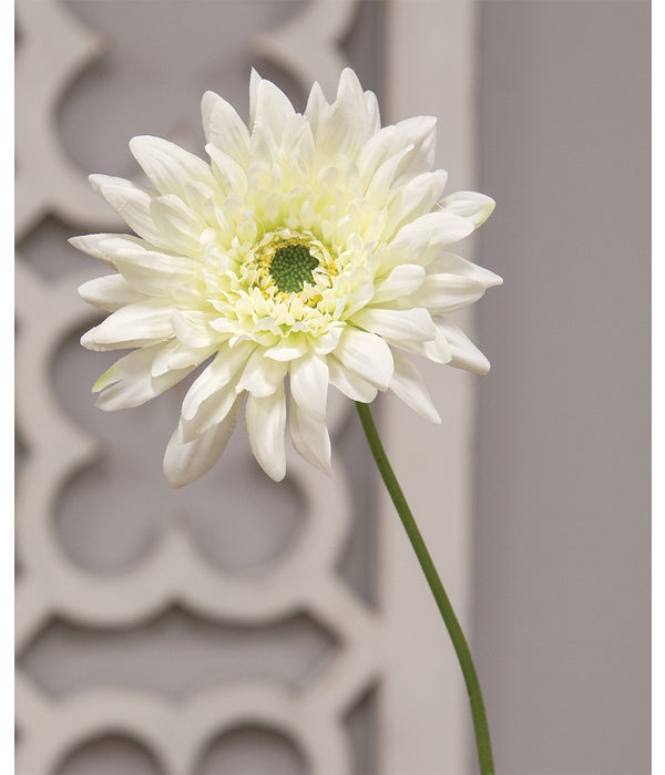 Blooming Daisy Stem, White -