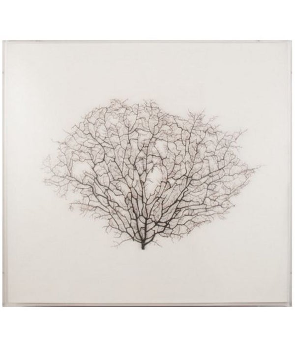 27 x 25 Large Natural Sea Fan on Oyster Linen
