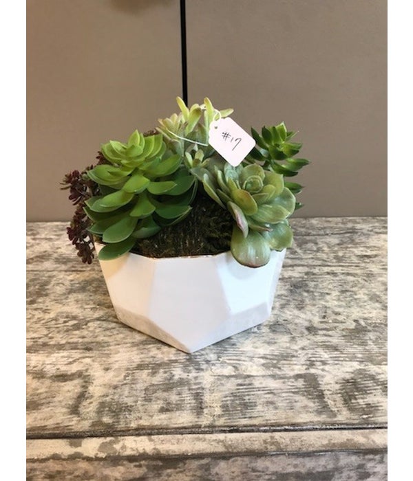Medium White Pot with Mixed Succulents