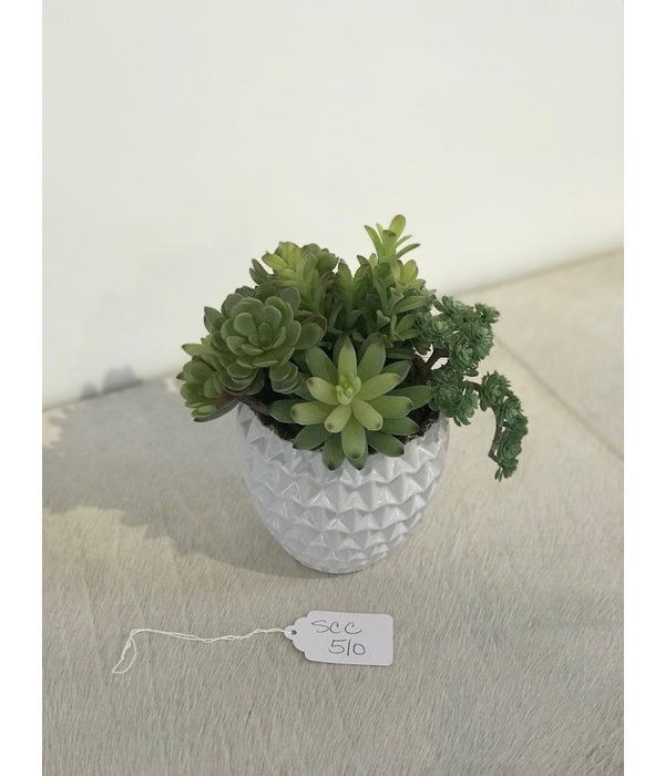 Mixed Succulents in Small White Dimensional Pot