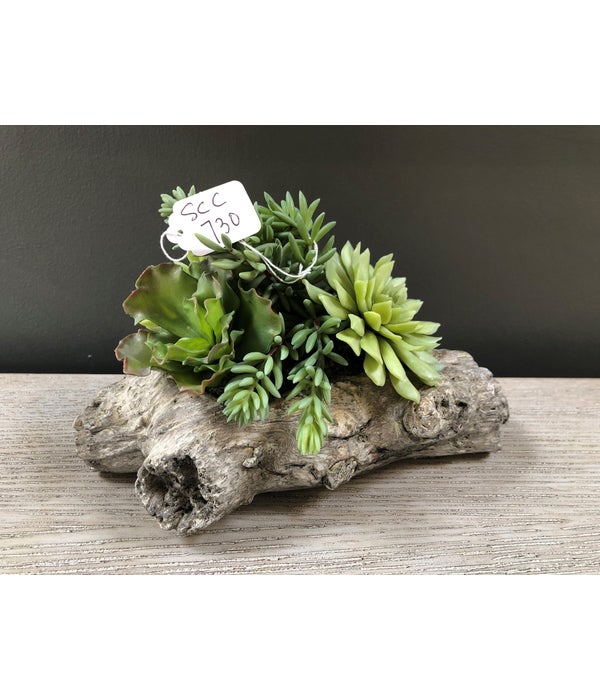 Succulents in Small Log